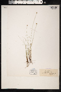Carex capitata image