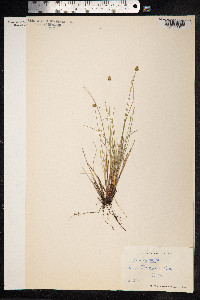 Carex capitata image
