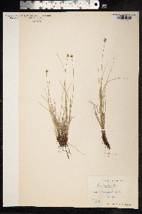 Carex capitata image