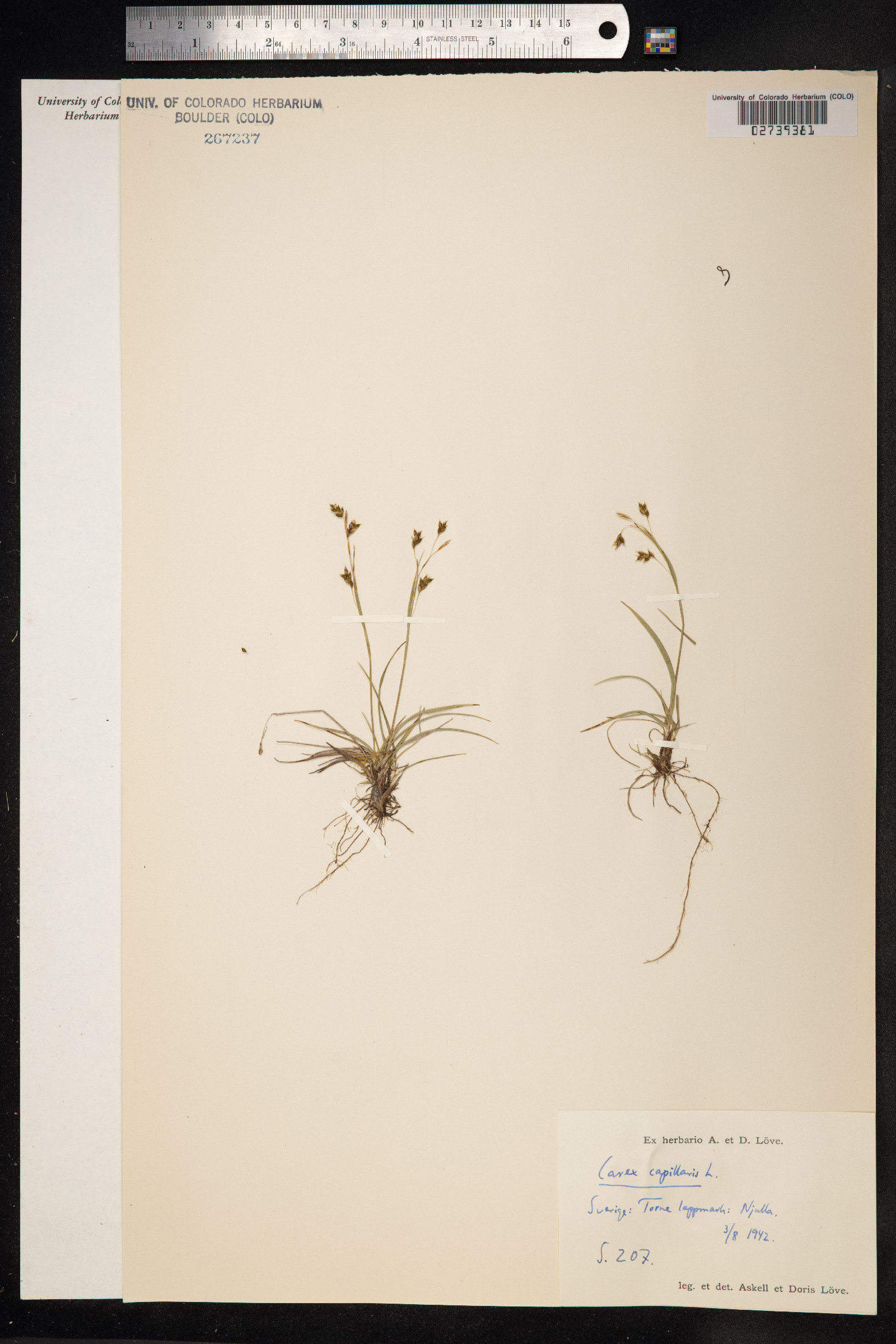 Carex capillaris image