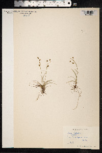 Carex capillaris image