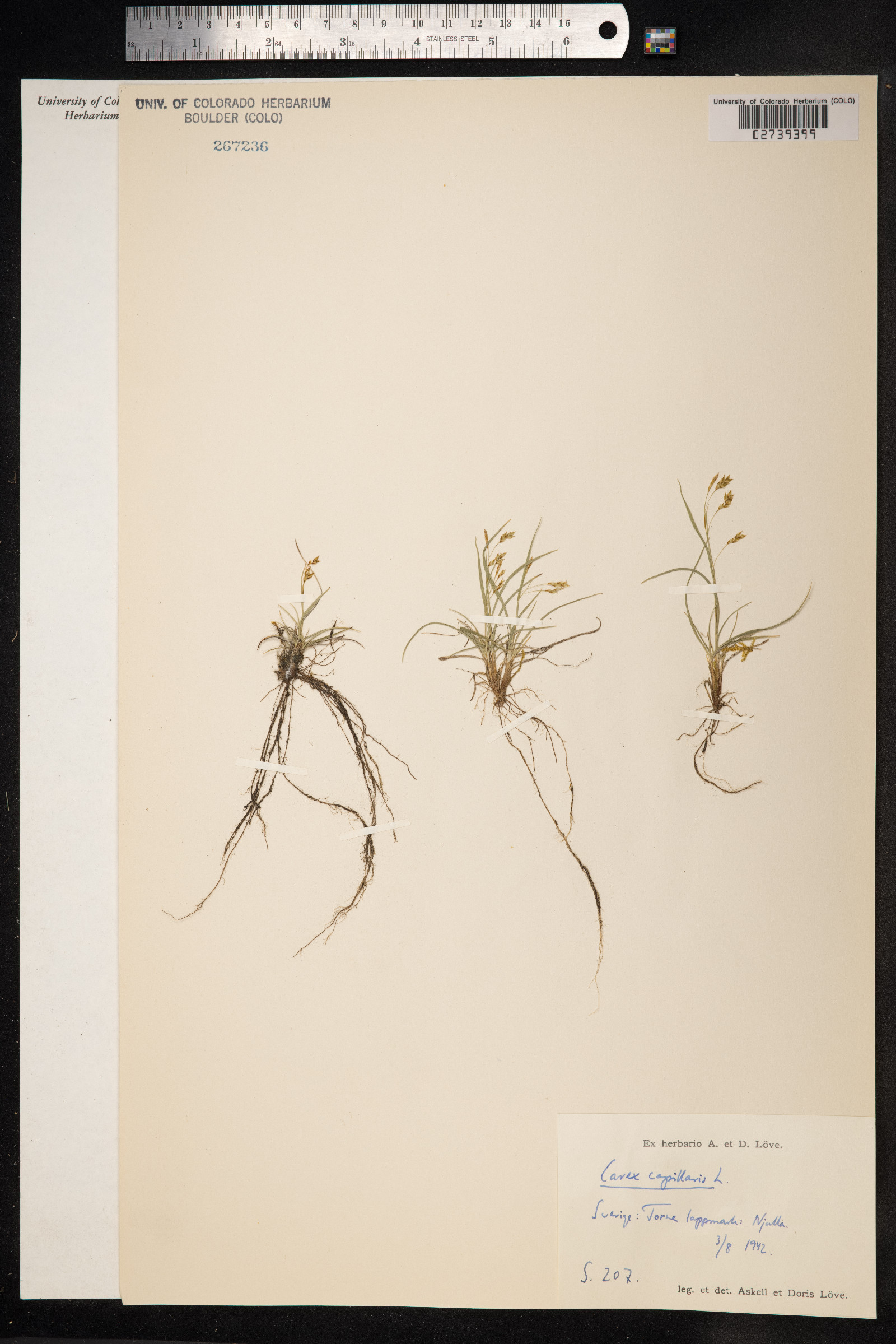 Carex capillaris image