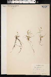 Carex capillaris image