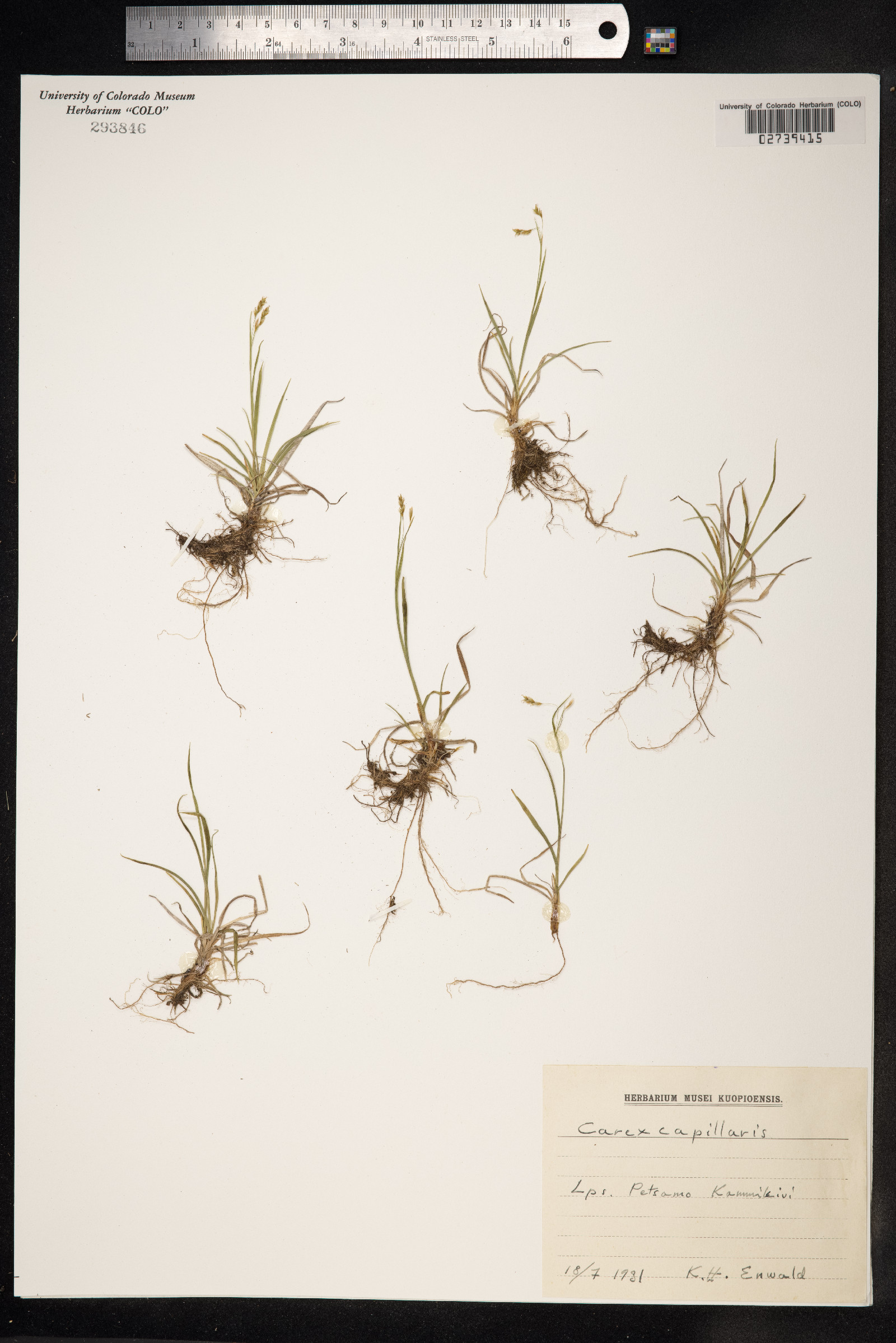 Carex capillaris image