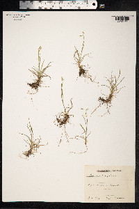 Carex capillaris image