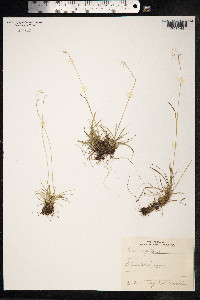 Carex capillaris image