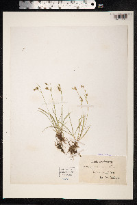 Carex capillaris image