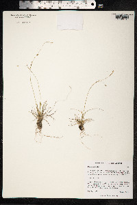 Carex capillaris image