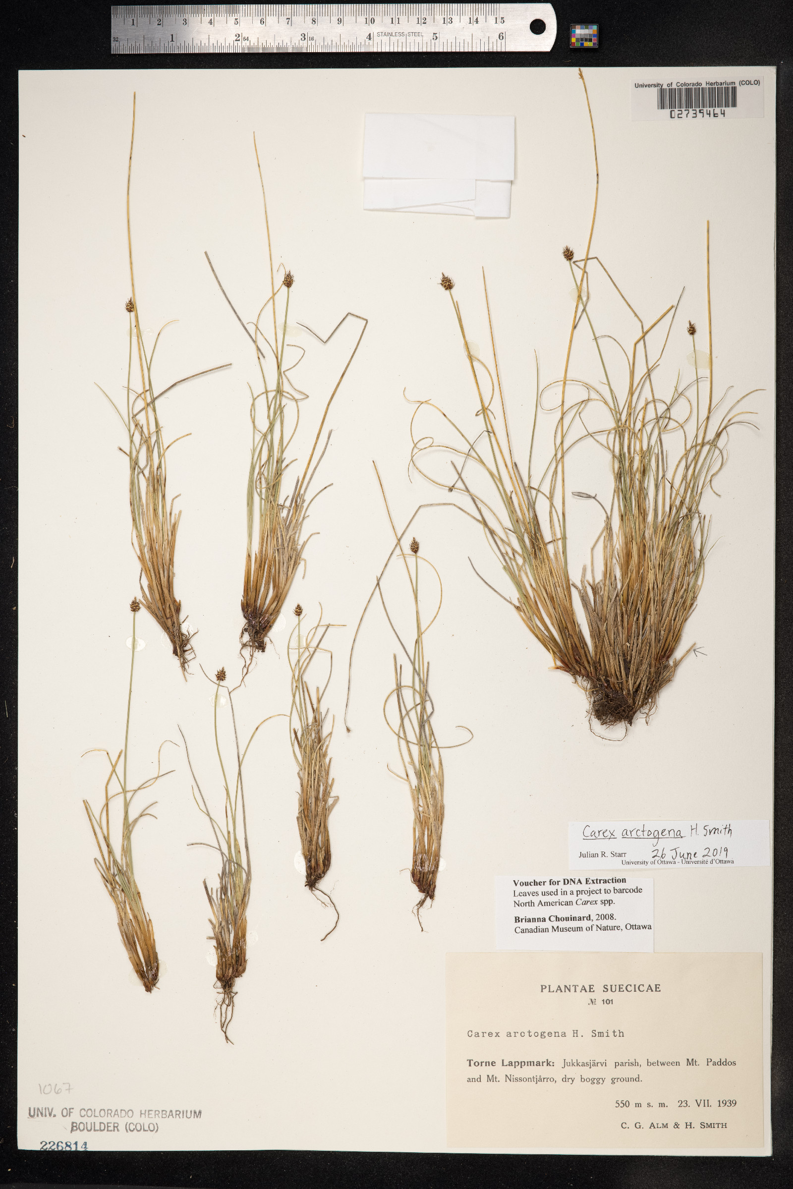 Carex capitata image