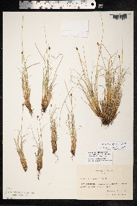 Carex capitata image