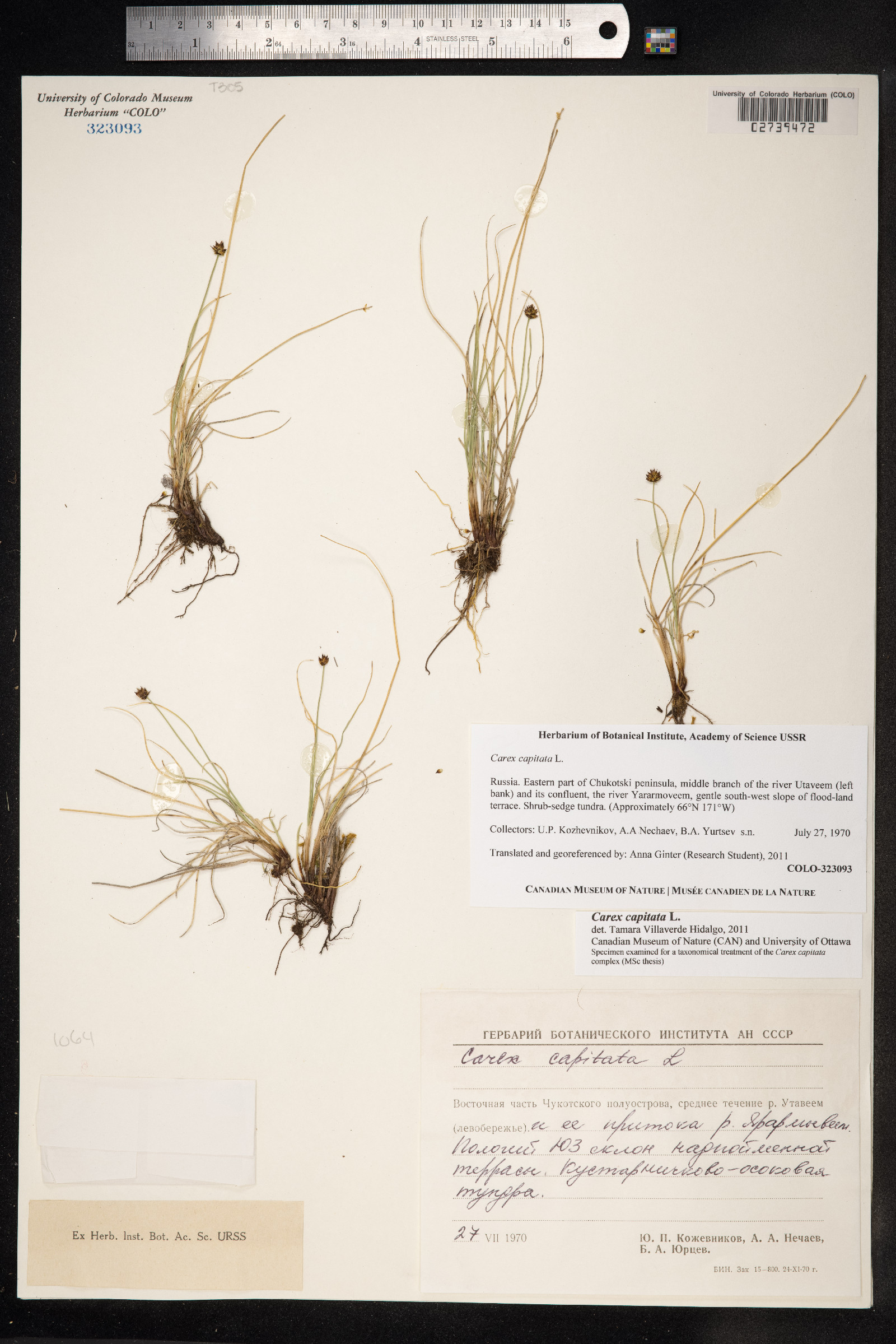 Carex capitata image