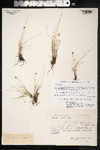 Carex capitata image