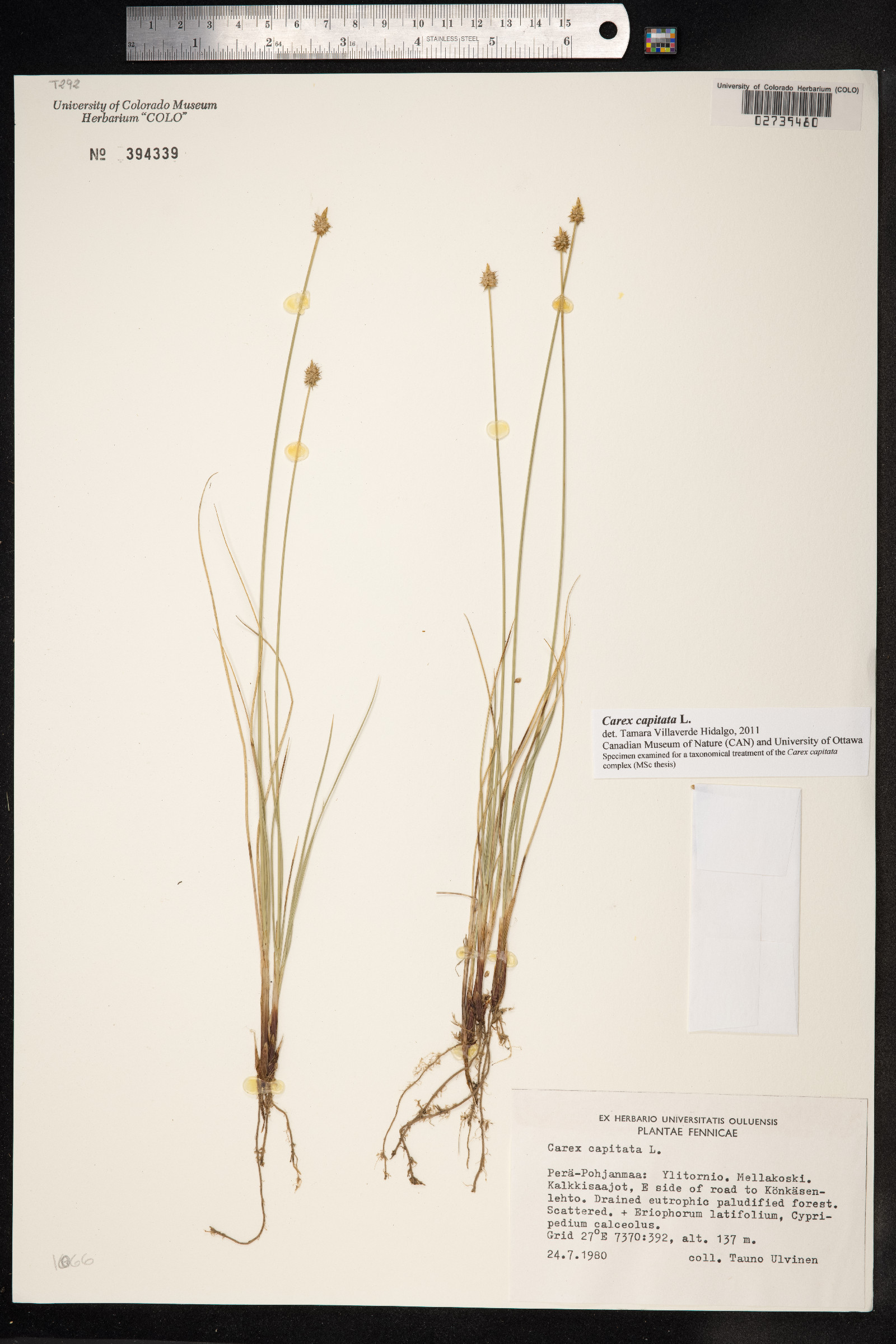 Carex capitata image