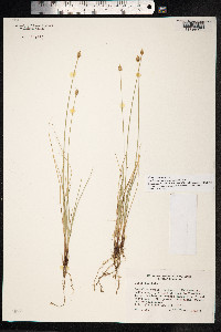 Carex capitata image