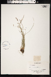 Carex capillaris image