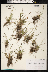Carex capillaris image