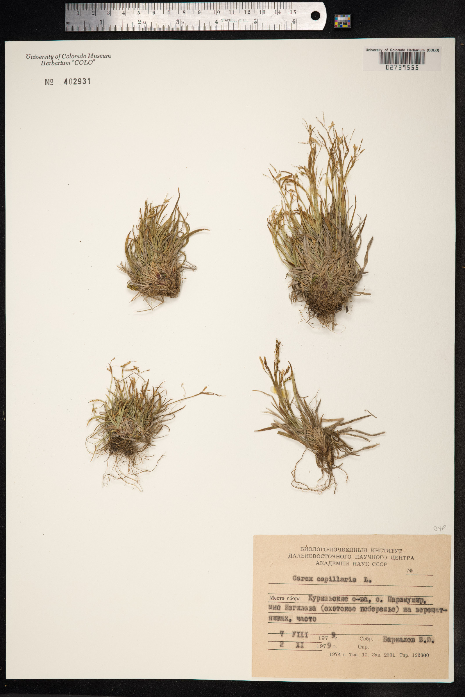 Carex capillaris image