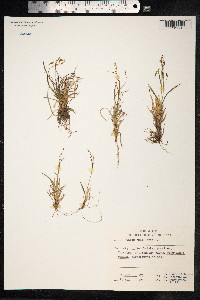 Carex capillaris image