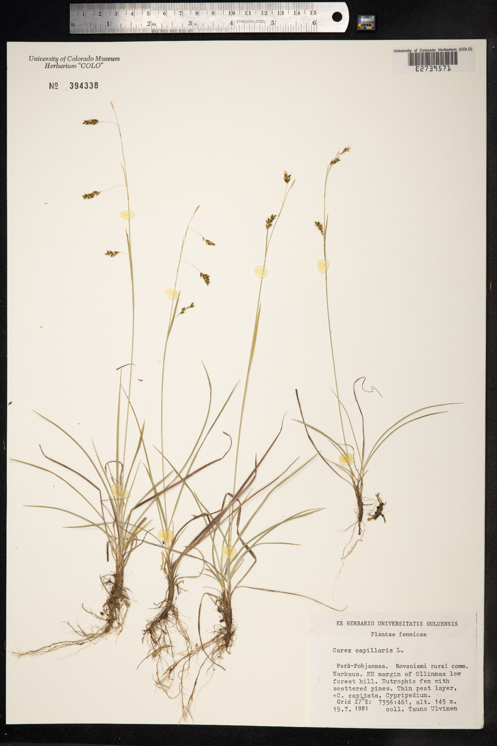 Carex capillaris image