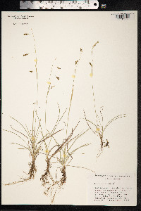 Carex capillaris image