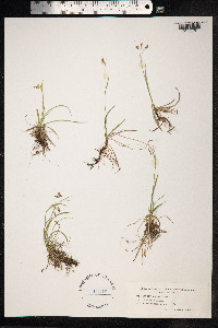 Carex capillaris image