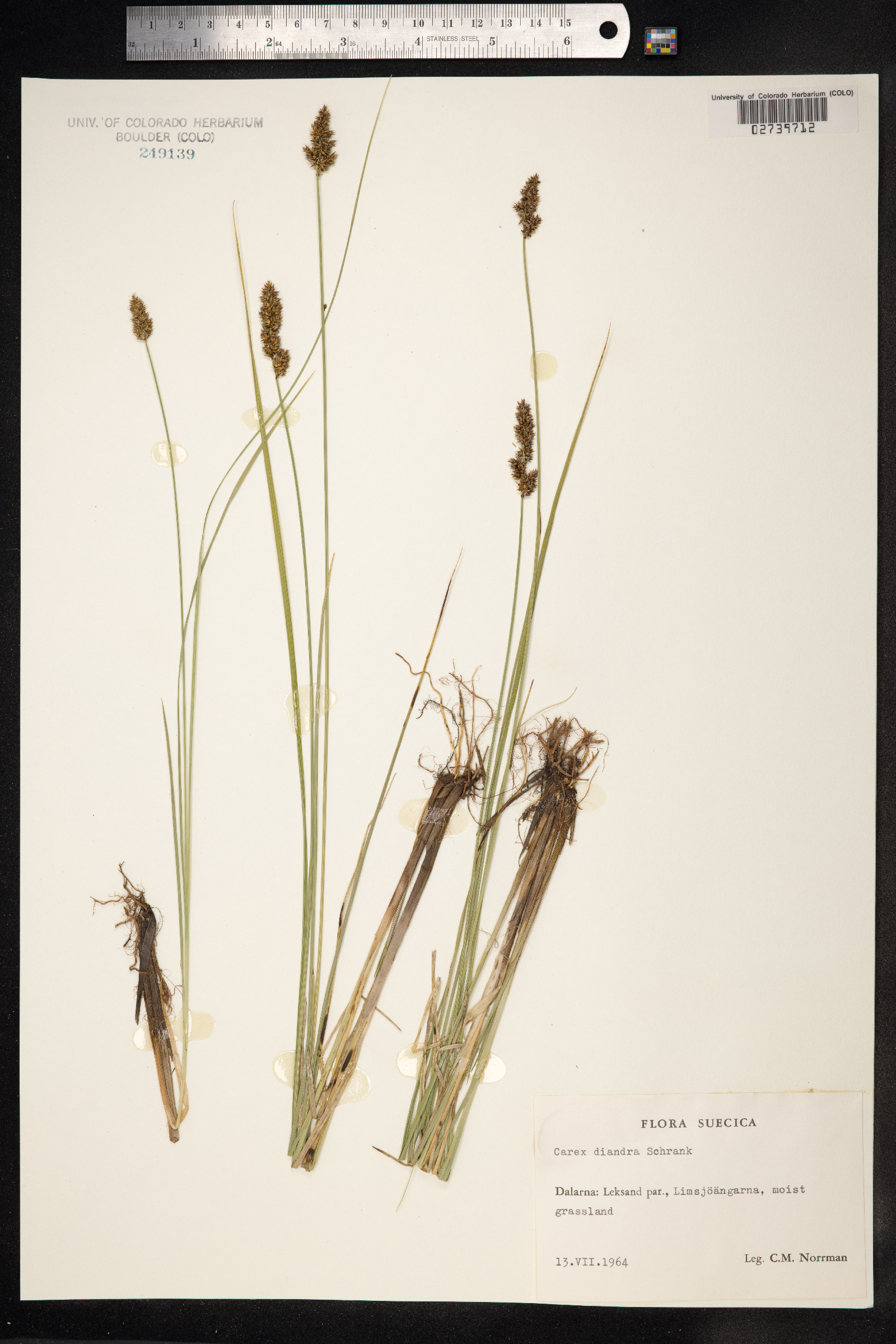 Carex diandra image