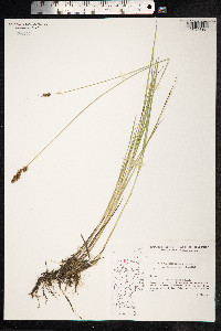 Carex diandra image