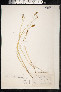 Carex diandra image
