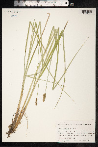 Carex diandra image