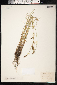 Carex diandra image