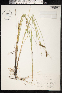 Carex diandra image