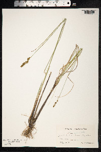 Carex diandra image