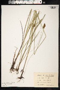 Carex diandra image