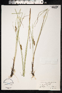 Carex diandra image