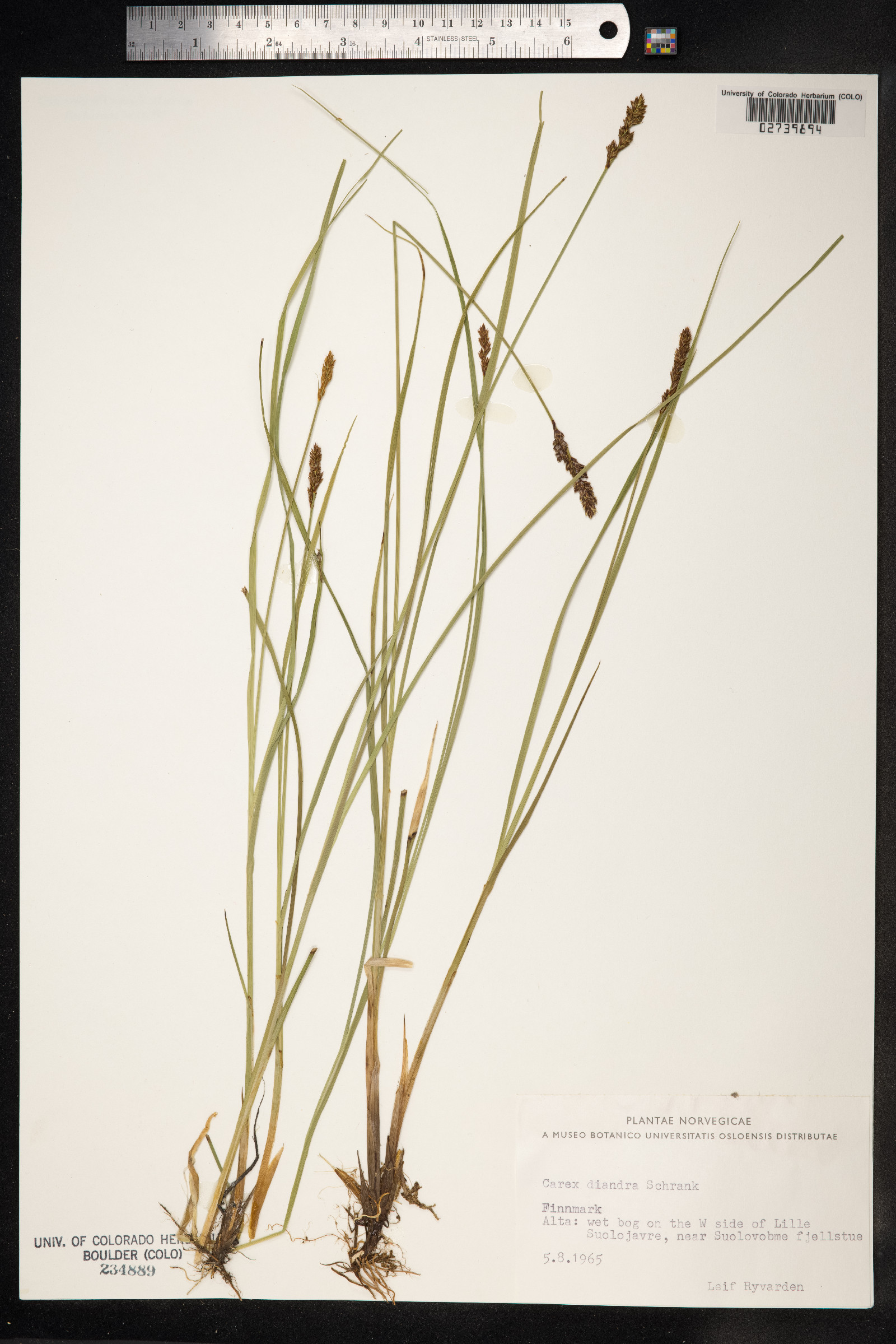 Carex diandra image