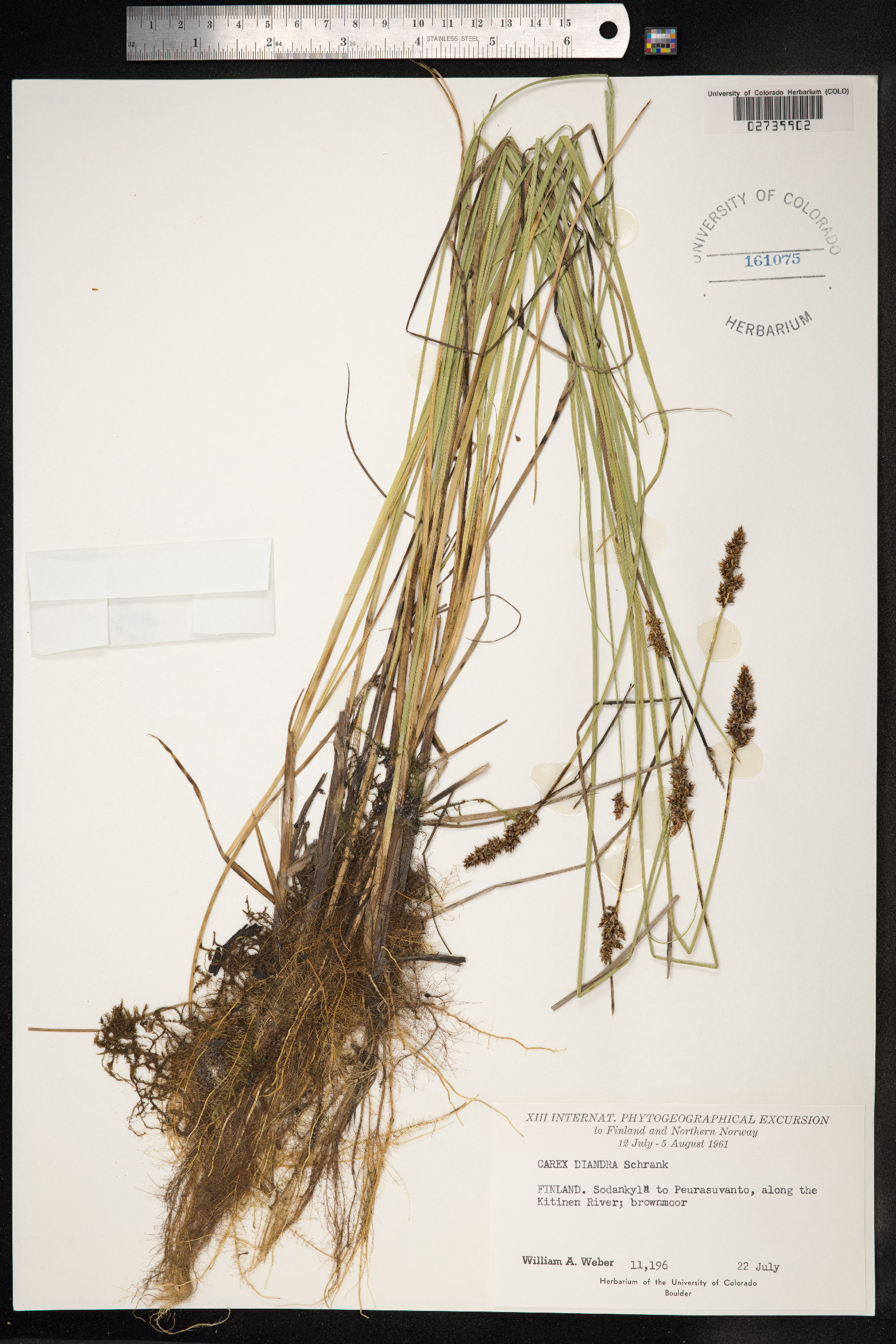 Carex diandra image