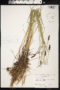 Carex diandra image