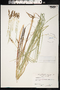 Carex diandra image