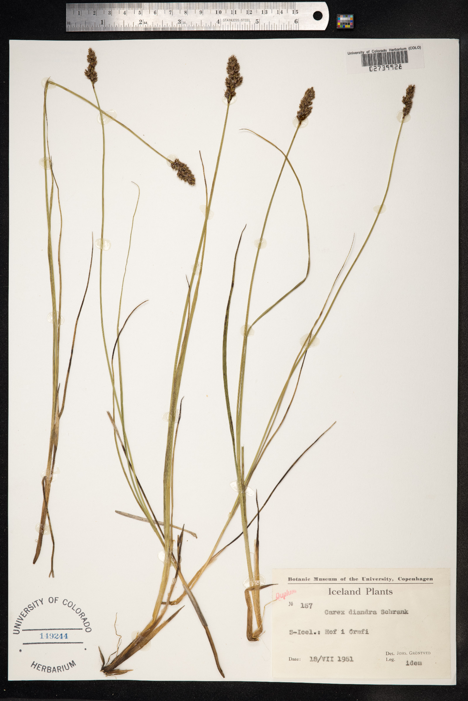 Carex diandra image