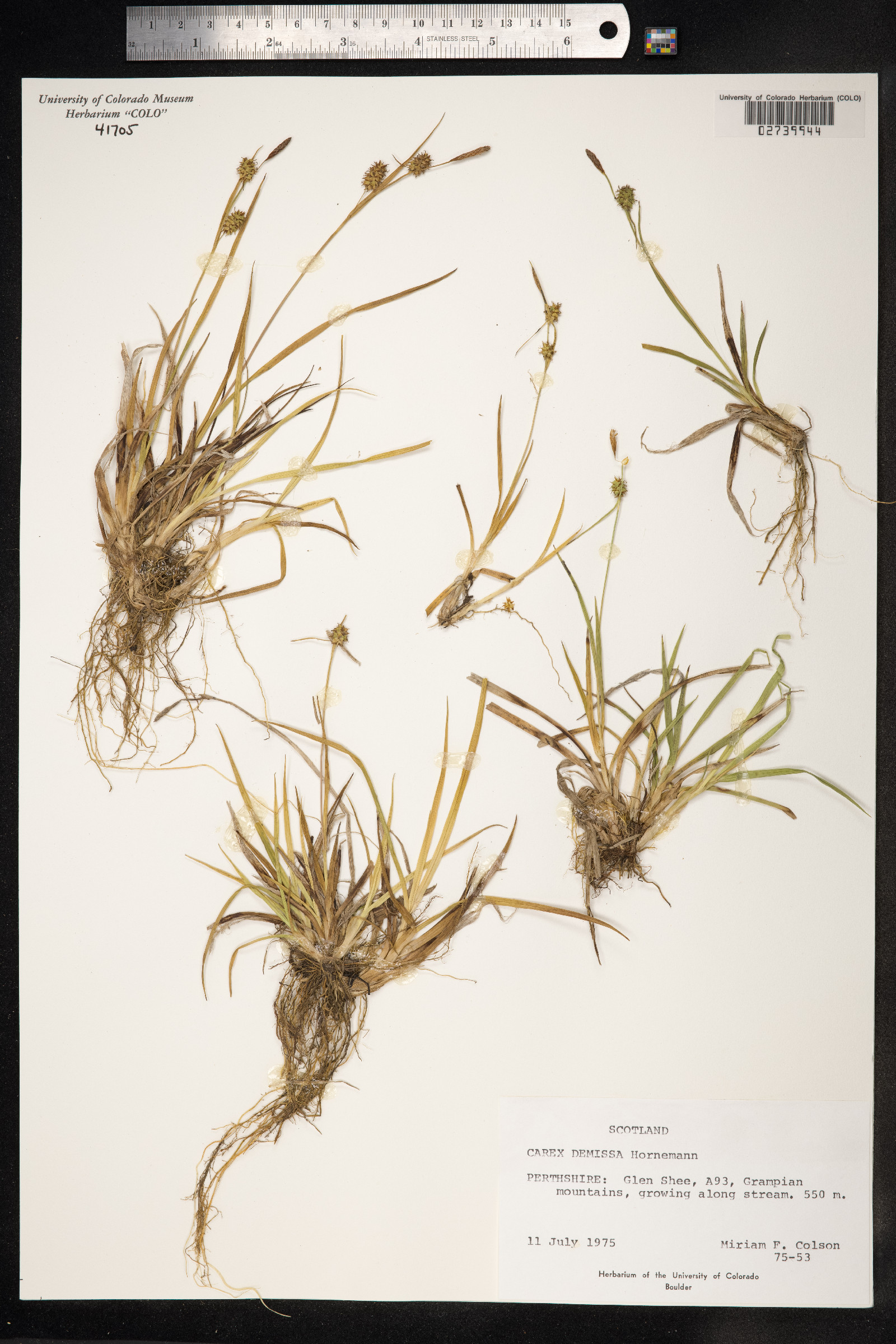 Carex viridula ssp. oedocarpa image