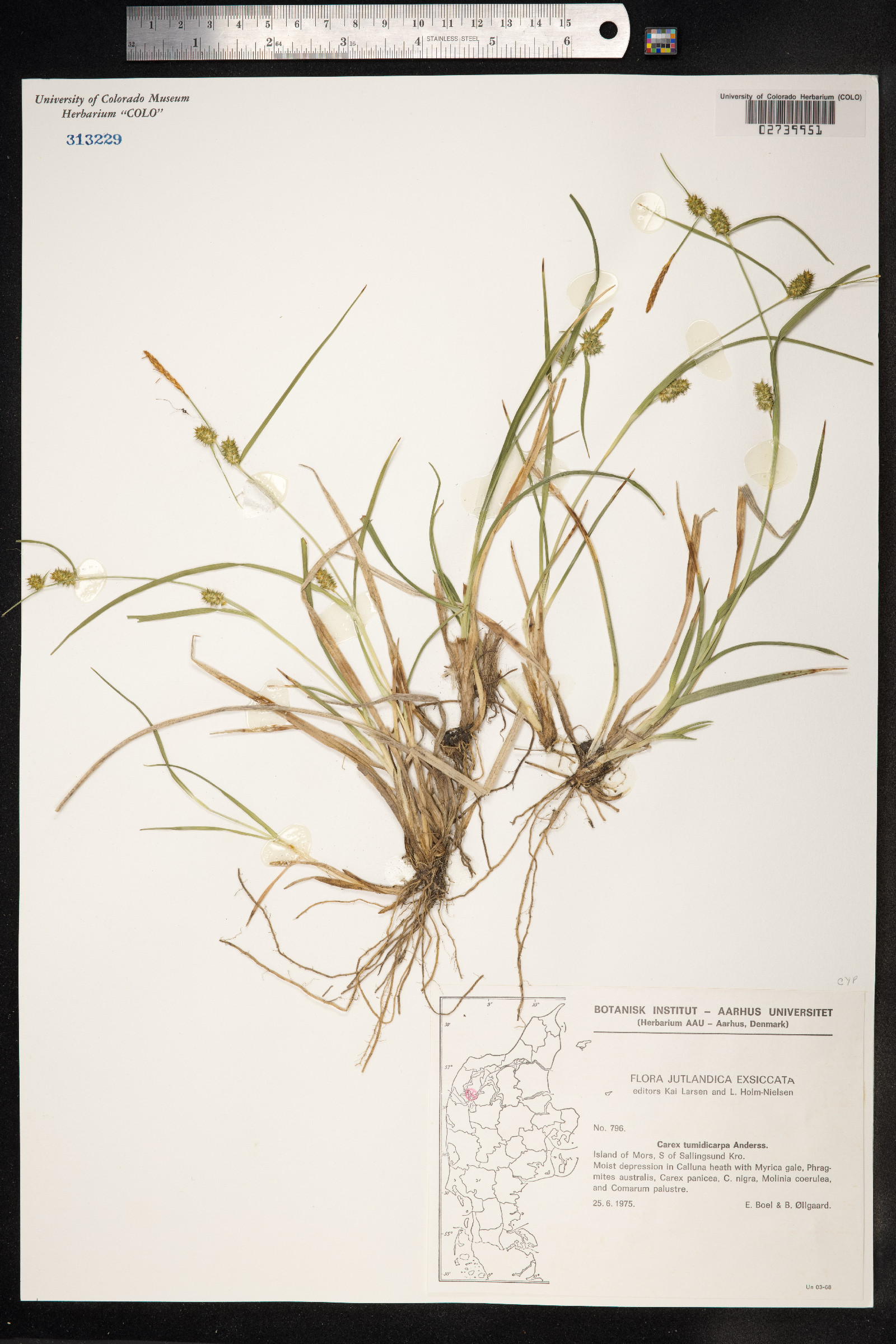 Carex viridula ssp. oedocarpa image