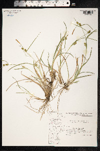 Carex viridula ssp. oedocarpa image