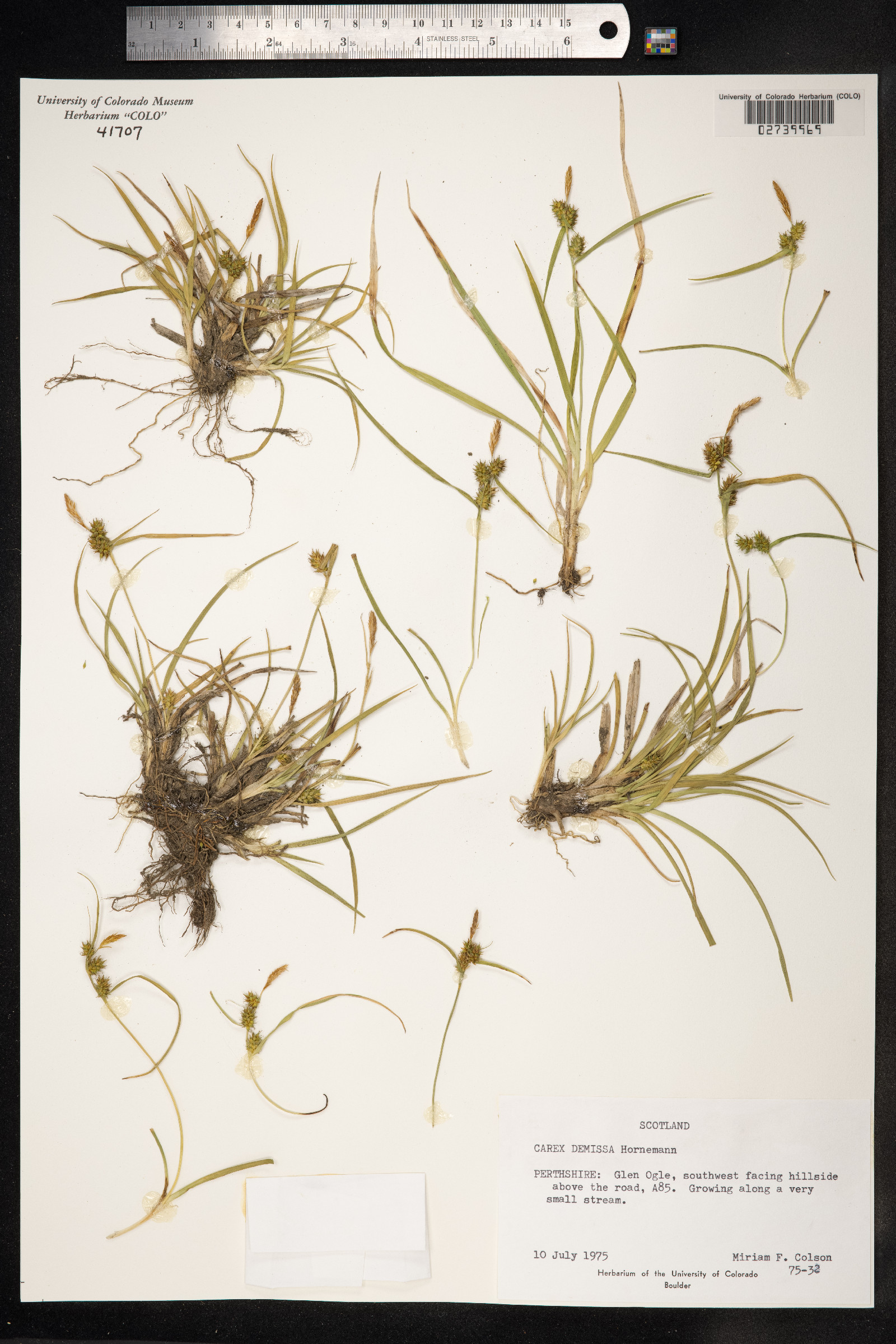 Carex viridula ssp. oedocarpa image