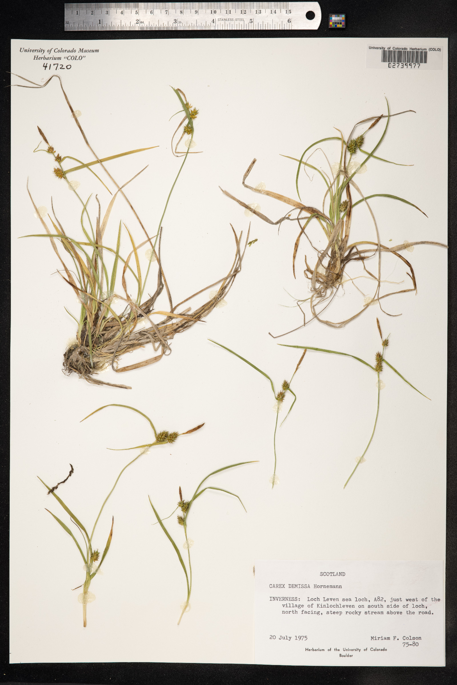Carex viridula ssp. oedocarpa image