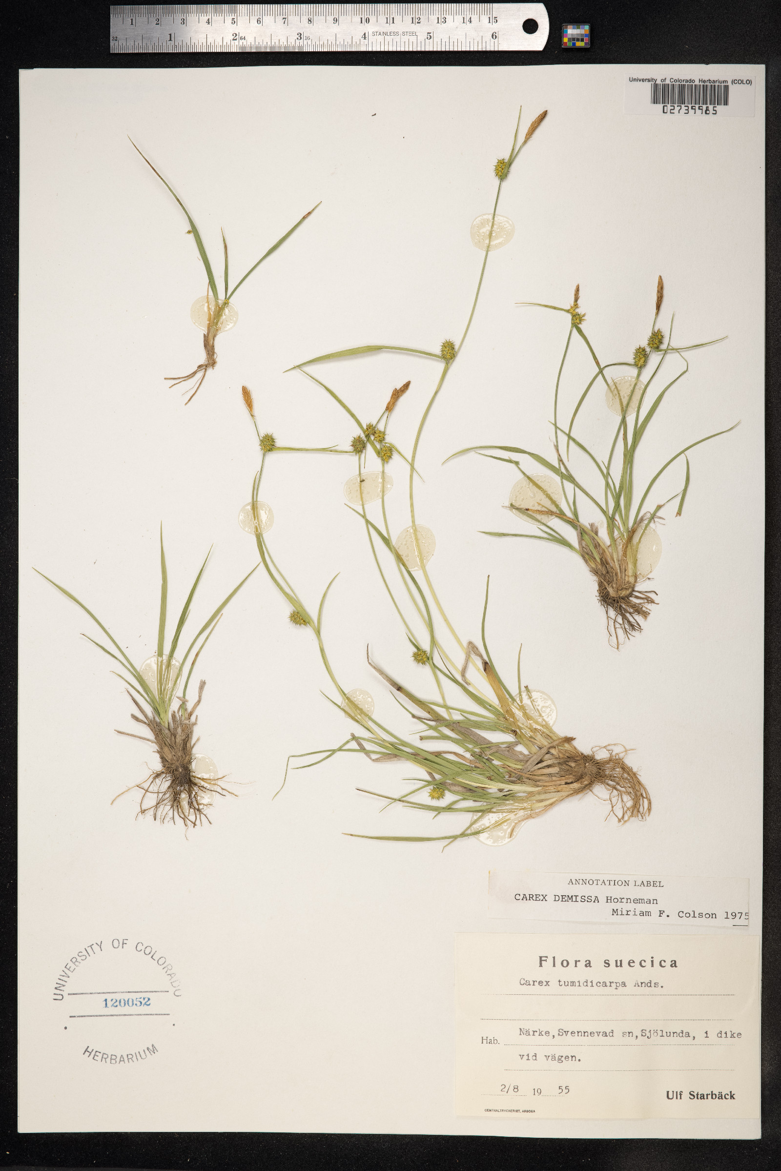 Carex viridula ssp. oedocarpa image