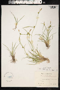 Carex viridula ssp. oedocarpa image