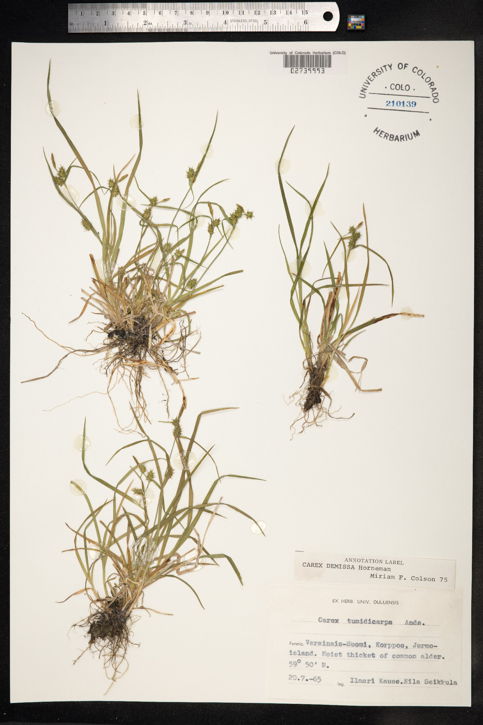 Carex viridula ssp. oedocarpa image
