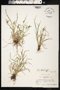 Carex viridula ssp. oedocarpa image