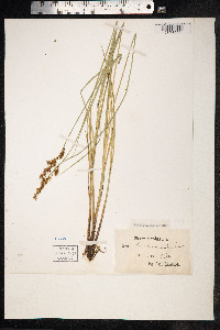 Carex diandra image