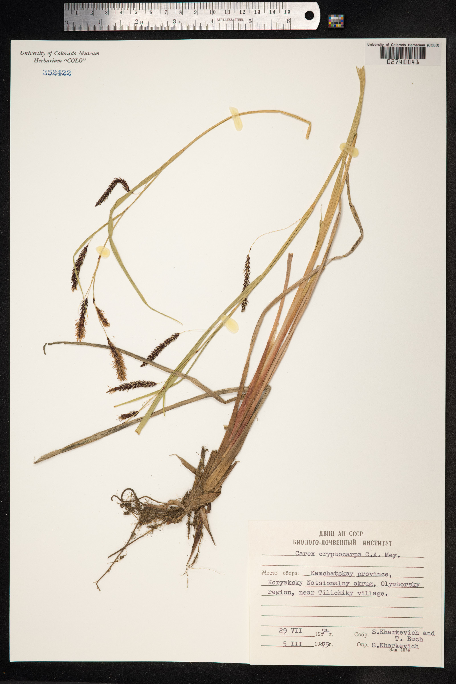 Carex lyngbyei image